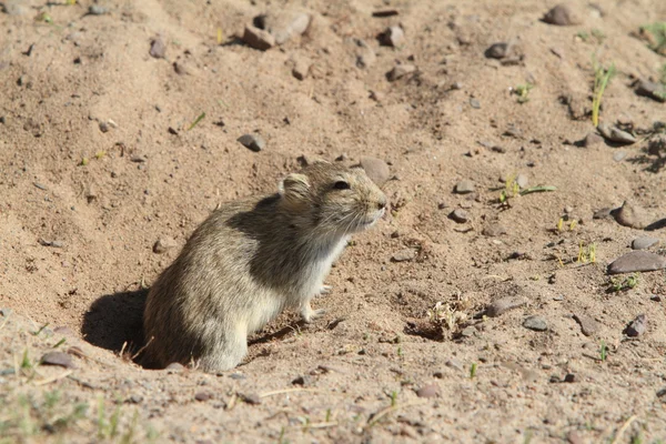 Mongolischer Feldhamster — Stockfoto