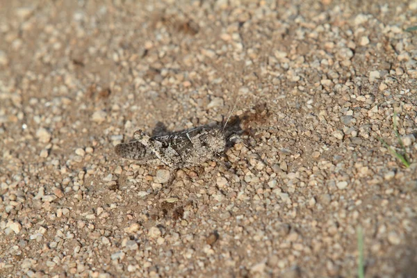 Grasshopper and Crickets of Mongolia — Stock Photo, Image