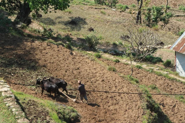 Tarım Nepal