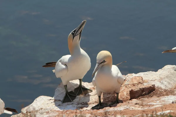 A Gannet Colony — Stock Photo, Image