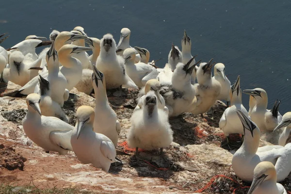 Una colonia Gannet — Foto Stock