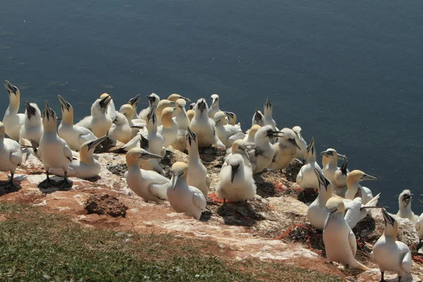 Uma colónia Gannet — Fotografia de Stock