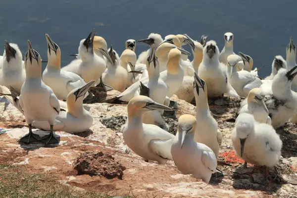 Uma colónia Gannet — Fotografia de Stock