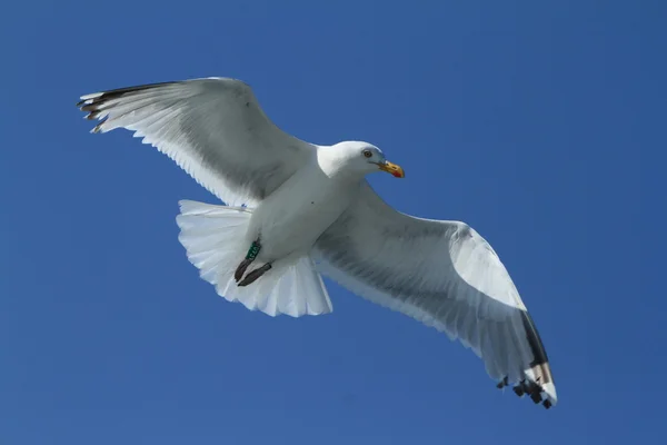 Uma gaivota voadora — Fotografia de Stock