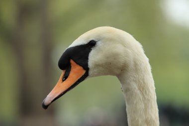 Kuğu.