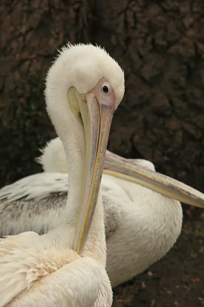 Pelican — Stock Photo, Image