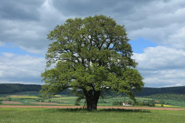 Old Oak of Herleshausen — Stock Photo, Image