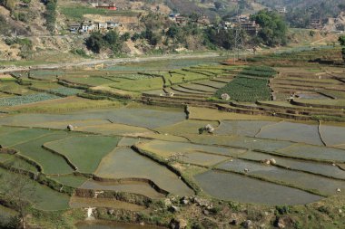 Nepal'de tarım Teras