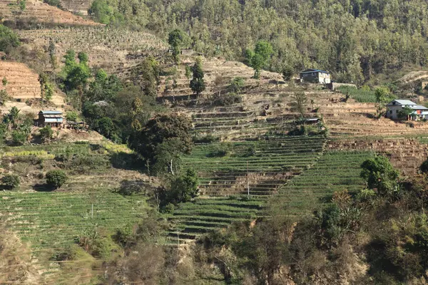 Terrace Farming in Nepal — Stock Photo, Image