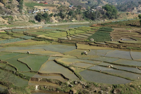 Terrace Farming in Nepal — Stock Photo, Image