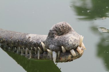 Timsah Ganj gavial