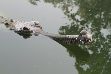 Timsah Ganj gavial