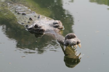 Timsah Ganj gavial