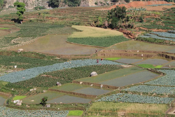 Farming in Nepal — Stock Photo, Image