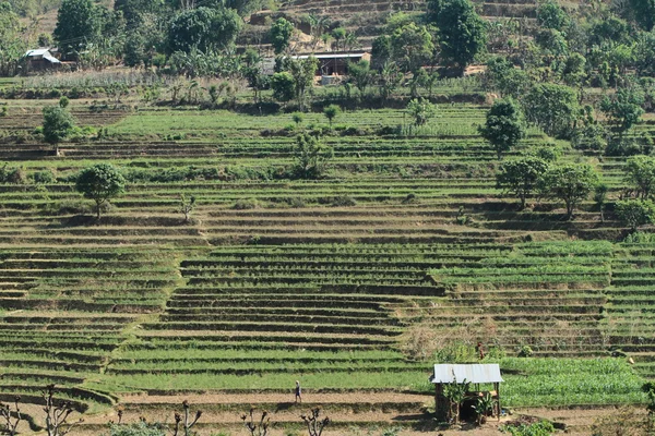 Сільське господарство в Непалі — стокове фото