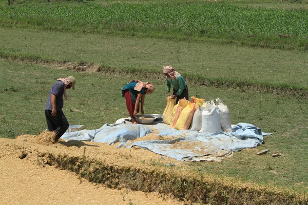 Zbiory ryżu indyjskiego — Zdjęcie stockowe