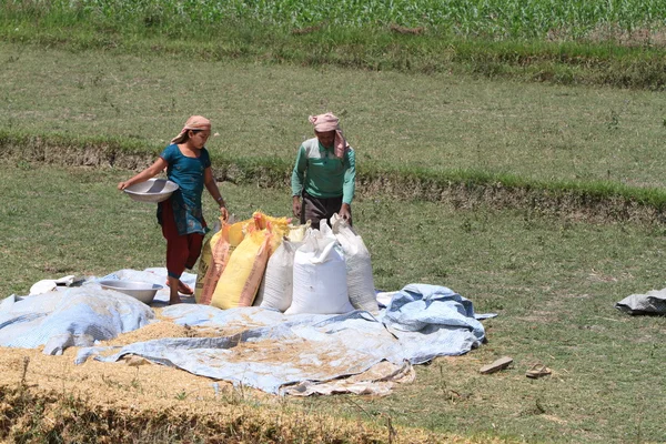 インドの米の収穫 — ストック写真