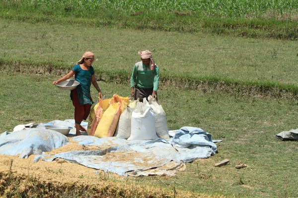 Indiase rijst oogst — Stockfoto