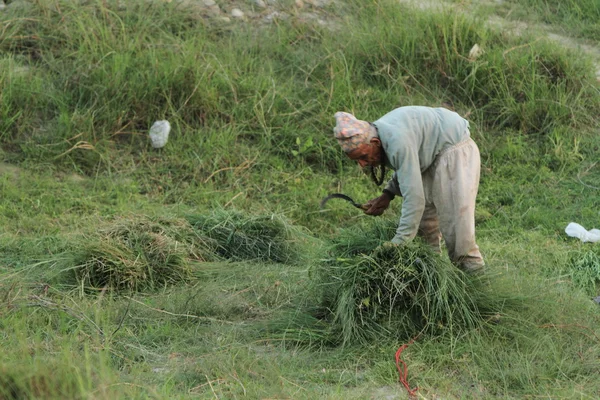 Farmer in India — Stock Photo, Image