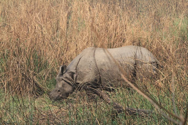 Індійський носоріг — стокове фото