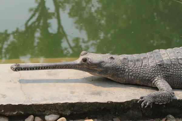 ワニ ガンジス gavial — ストック写真