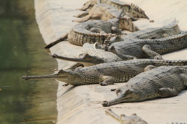 Krokodilganges gavial — Stockfoto