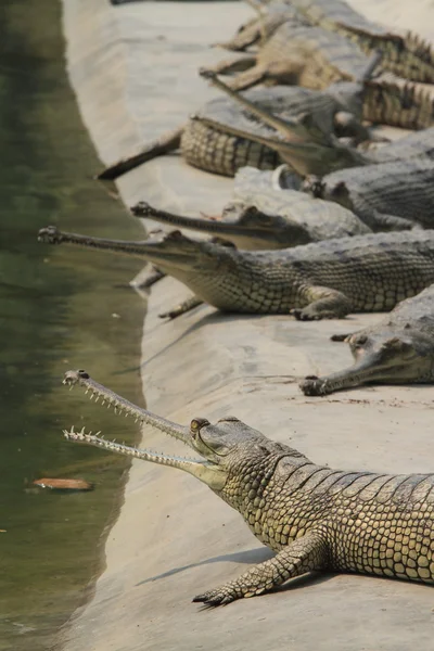 ワニ ガンジス gavial — ストック写真