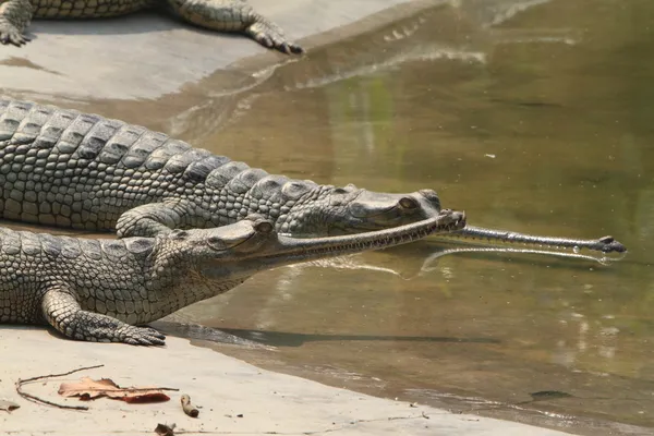 Krokodilganges gavial — Stockfoto