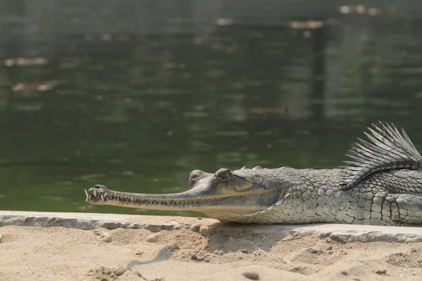 Ganges de crocodilo Gavial — Fotografia de Stock
