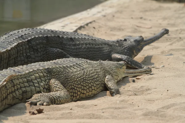 Krokodil-Ganges-gavial — Φωτογραφία Αρχείου