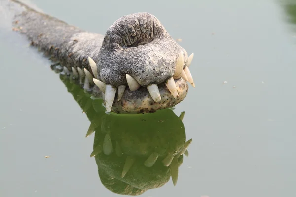 Krokodil ganges gavial — Stockfoto