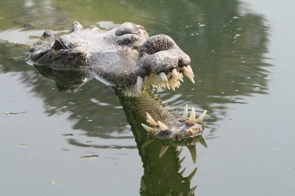 Krokodilganges gavial — Stockfoto