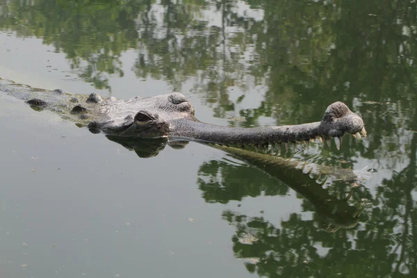Crocodile Ganges Gavial — Stock Photo, Image