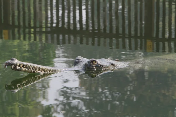 ワニ ガンジス gavial — ストック写真