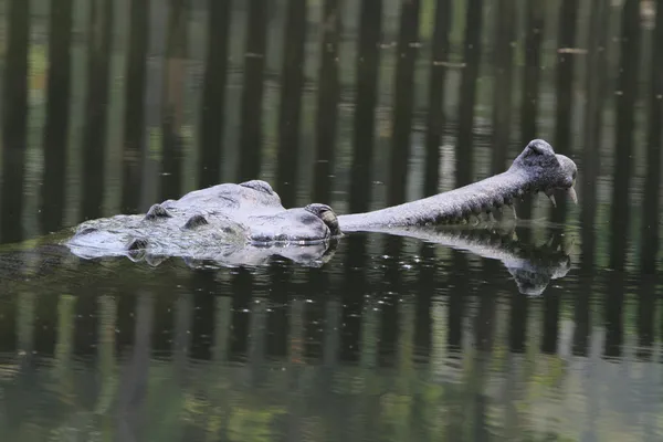 鳄鱼恒河吻鳄 — 图库照片