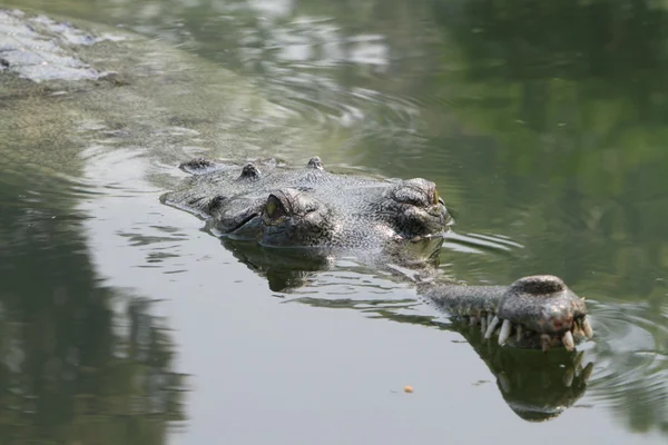 Gavial du Gange crocodile — Photo