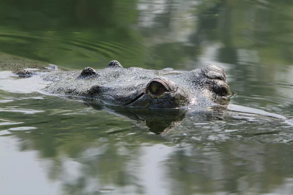 Crocodile Ganges Gavial — Stock Photo, Image