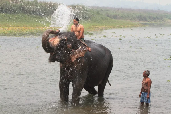 Elephant Shower — Stock Photo, Image