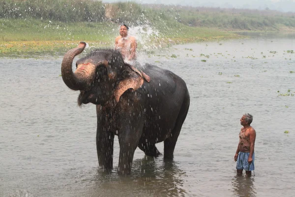 Elephant Shower — Stock Photo, Image