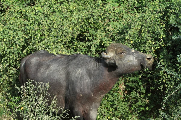 Vaca sfântă și bivolul din India — Fotografie, imagine de stoc