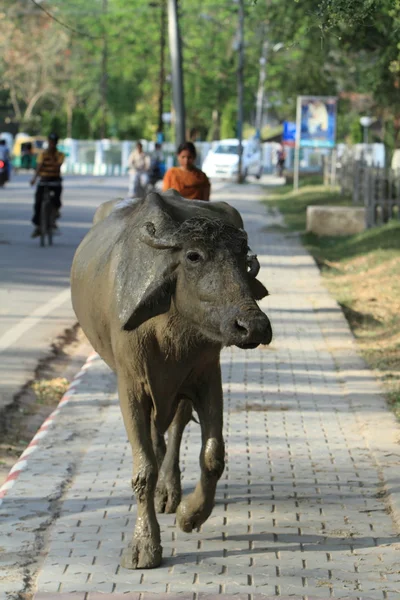Święta krowa i bawołów w Indiach — Zdjęcie stockowe