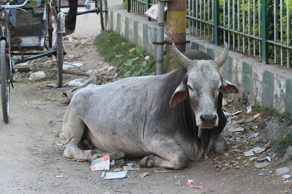 Vaca sfântă și bivolul din India — Fotografie, imagine de stoc