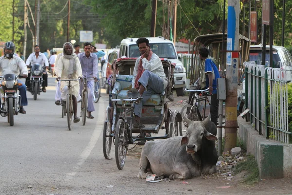 聖牛と水牛インドに — ストック写真