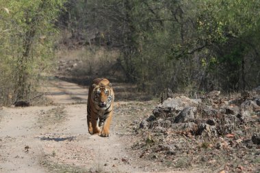 Hindistan tiger içinde Milli Parkı bandhavgarh