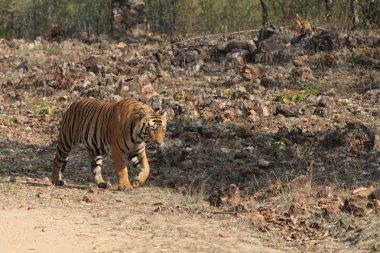 Hindistan tiger içinde Milli Parkı bandhavgarh