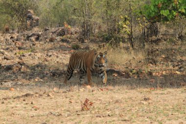 Hindistan tiger içinde Milli Parkı bandhavgarh