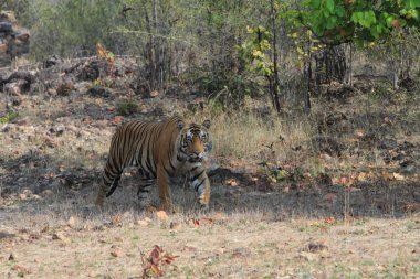 Hindistan tiger içinde Milli Parkı bandhavgarh
