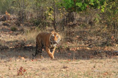 Hindistan tiger içinde Milli Parkı bandhavgarh