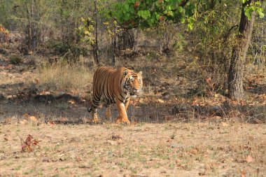 Hindistan tiger içinde Milli Parkı bandhavgarh