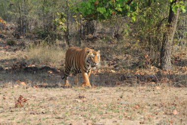 Hindistan tiger içinde Milli Parkı bandhavgarh